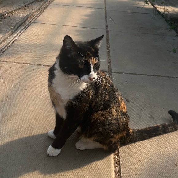 Meet your Posher, Kora - Picture 2 of 3